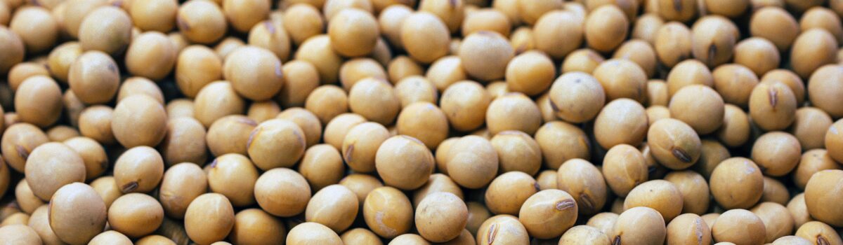 「畑の肉 大豆」が本当に良質なタンパク質であるワケ